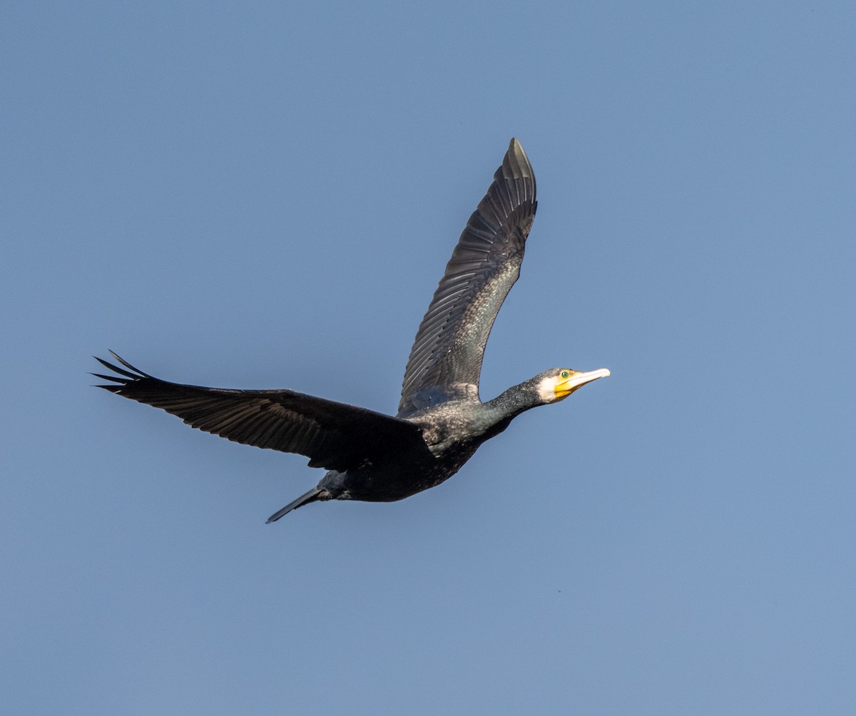 Great Cormorant - ML647400144