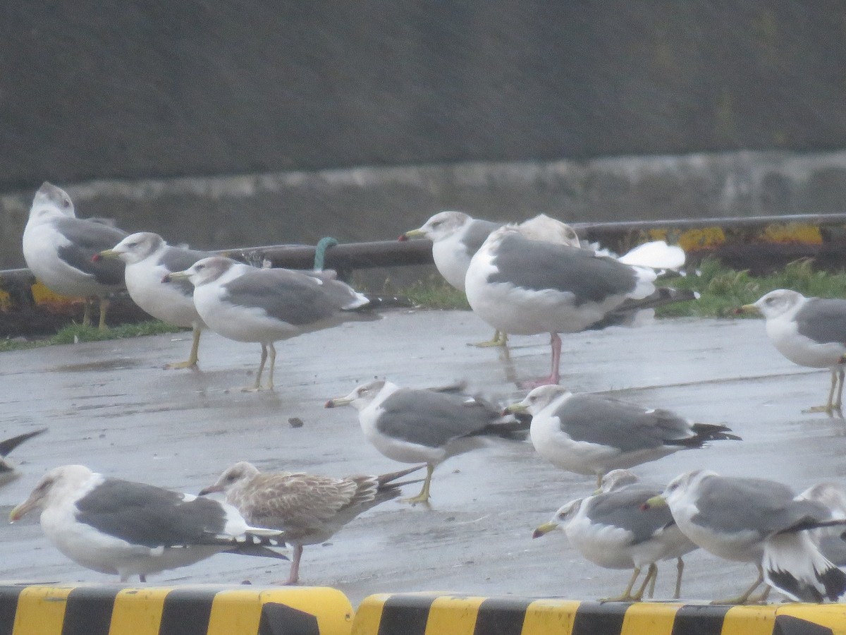 Common Gull - ML647400147