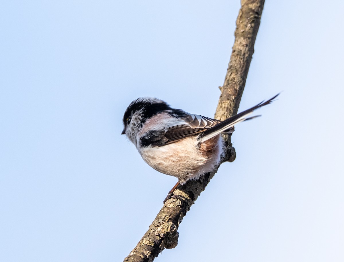 Long-tailed Tit - ML647400156