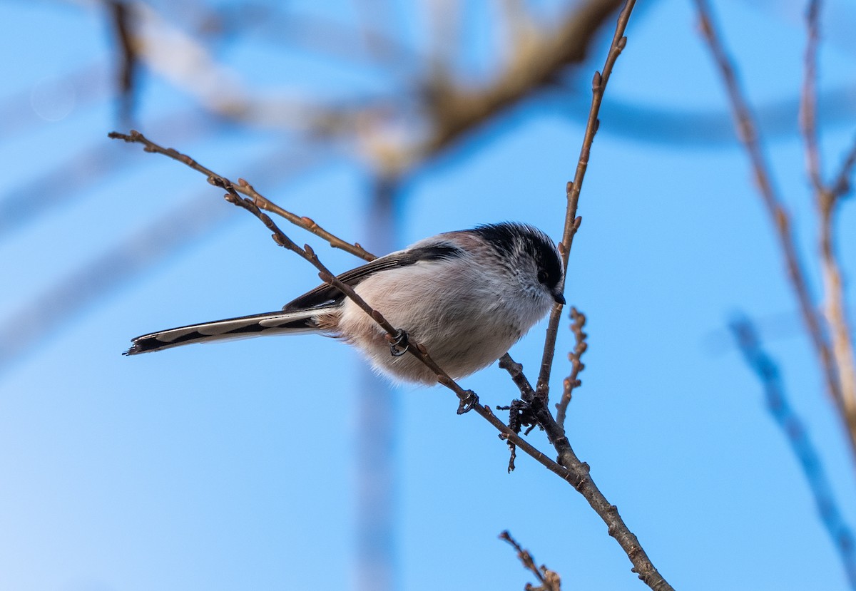 Long-tailed Tit - ML647400158