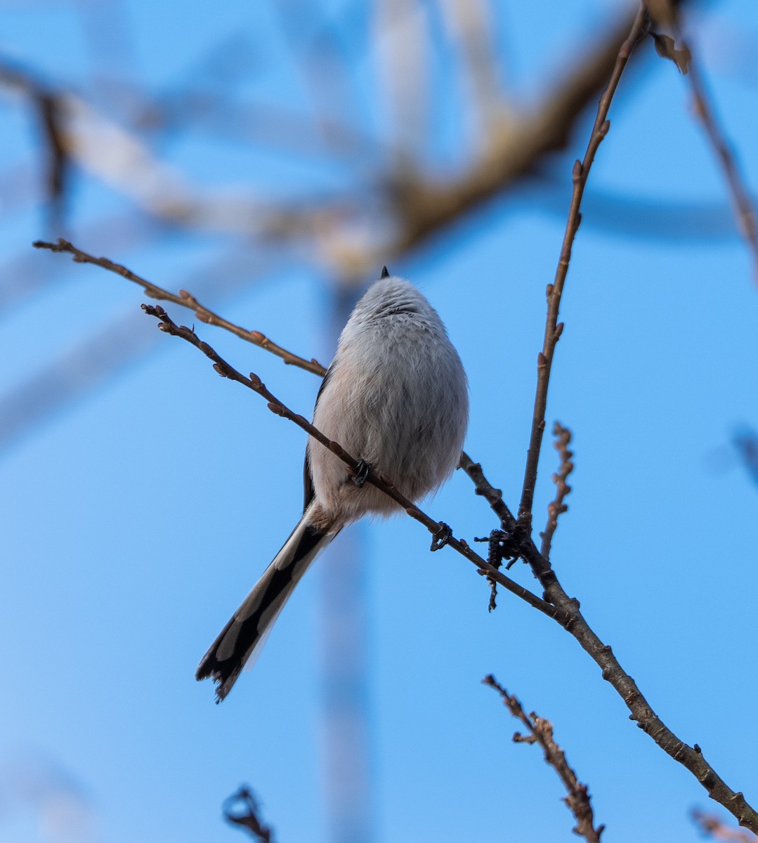 Long-tailed Tit - ML647400159