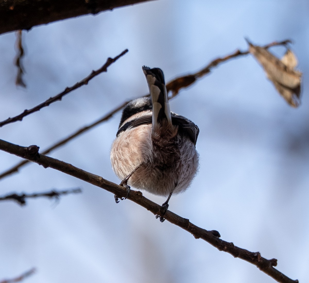 Long-tailed Tit - ML647400161