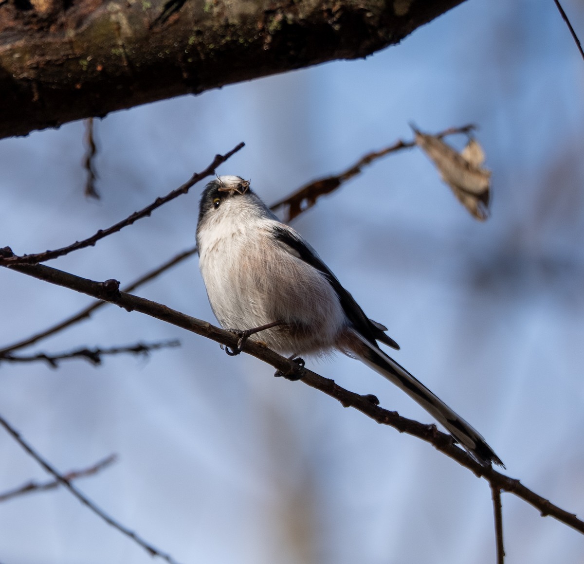 Long-tailed Tit - ML647400162