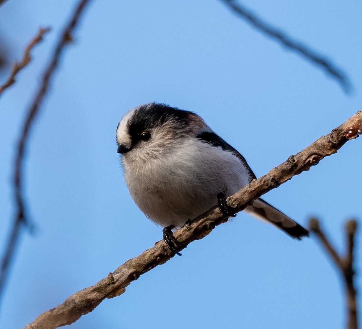 Long-tailed Tit - ML647400163