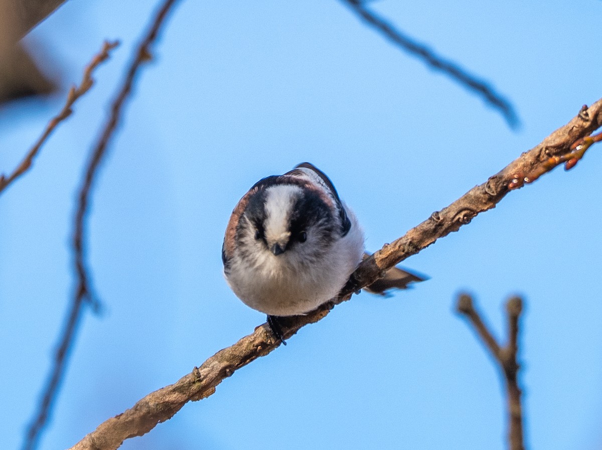 Long-tailed Tit - ML647400164