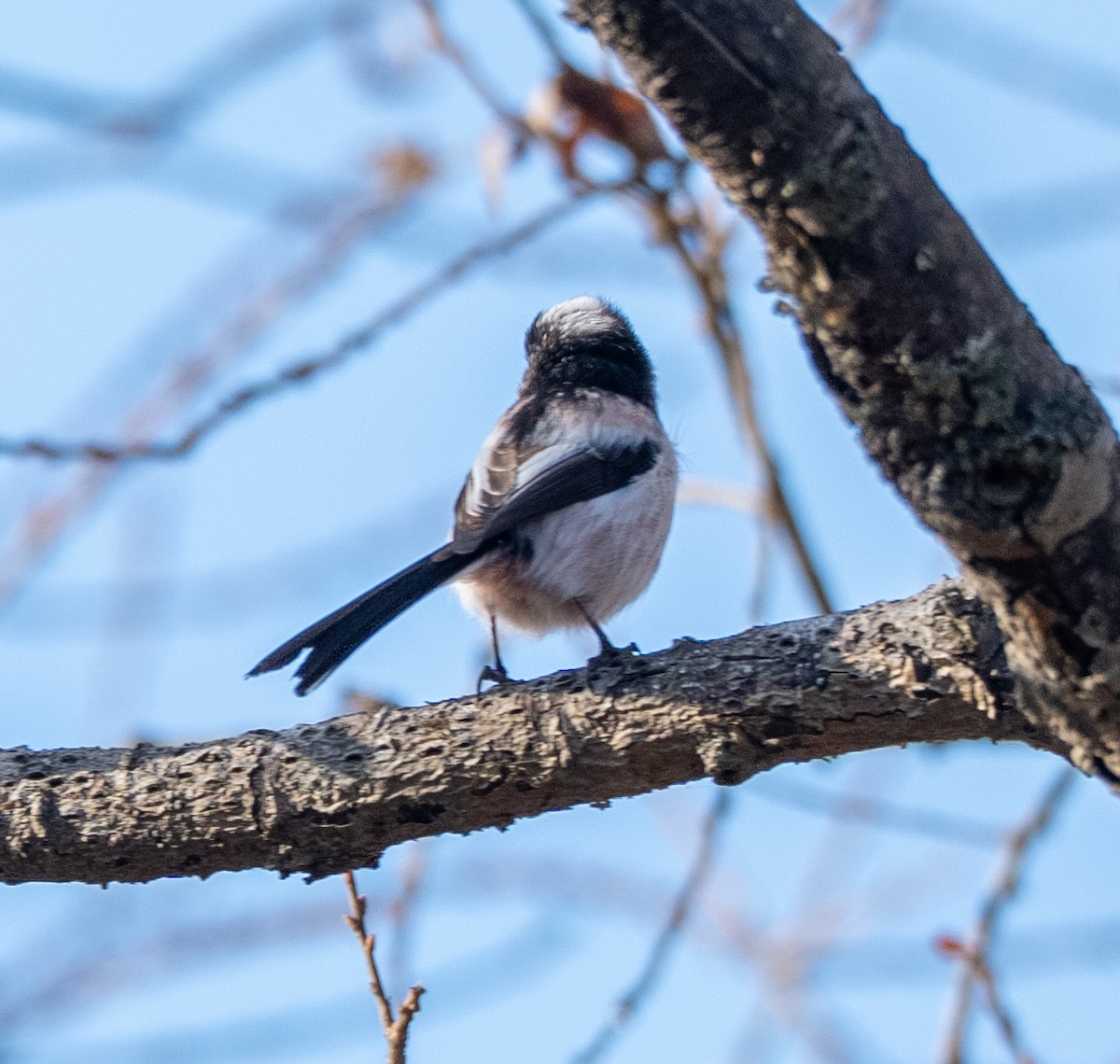 Long-tailed Tit - ML647400165