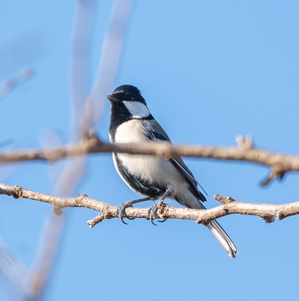 Asian Tit - ML647400168