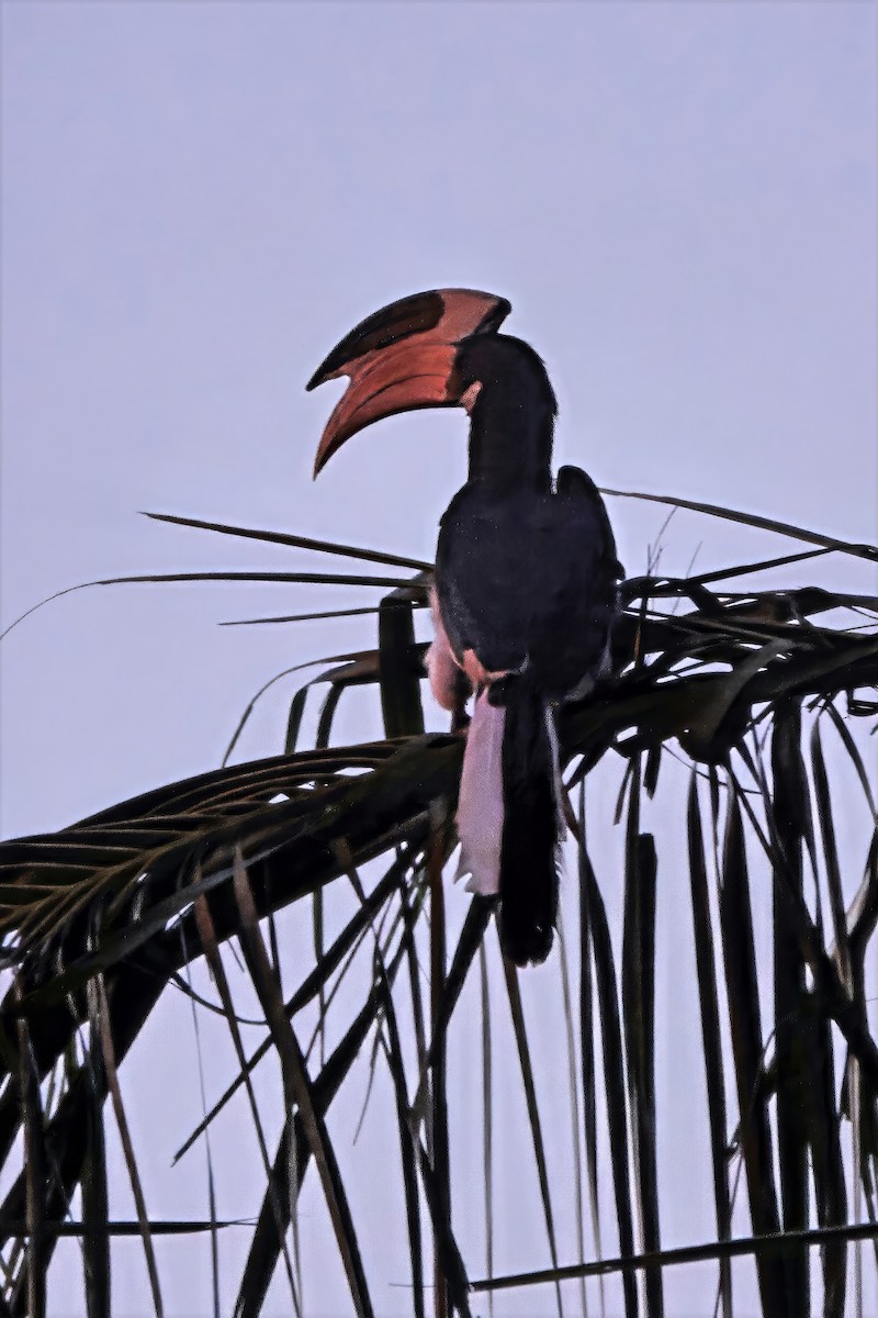 Malabar Pied-Hornbill - ML647400169