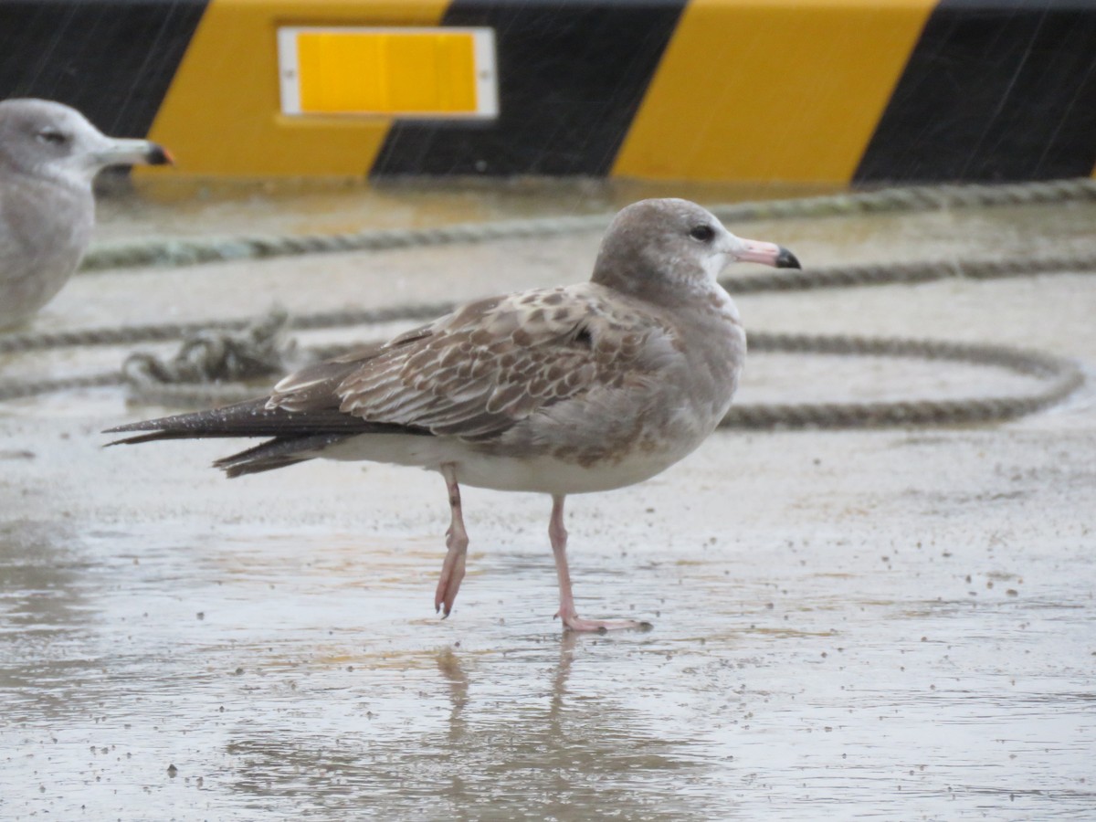 Black-tailed Gull - ML647400170
