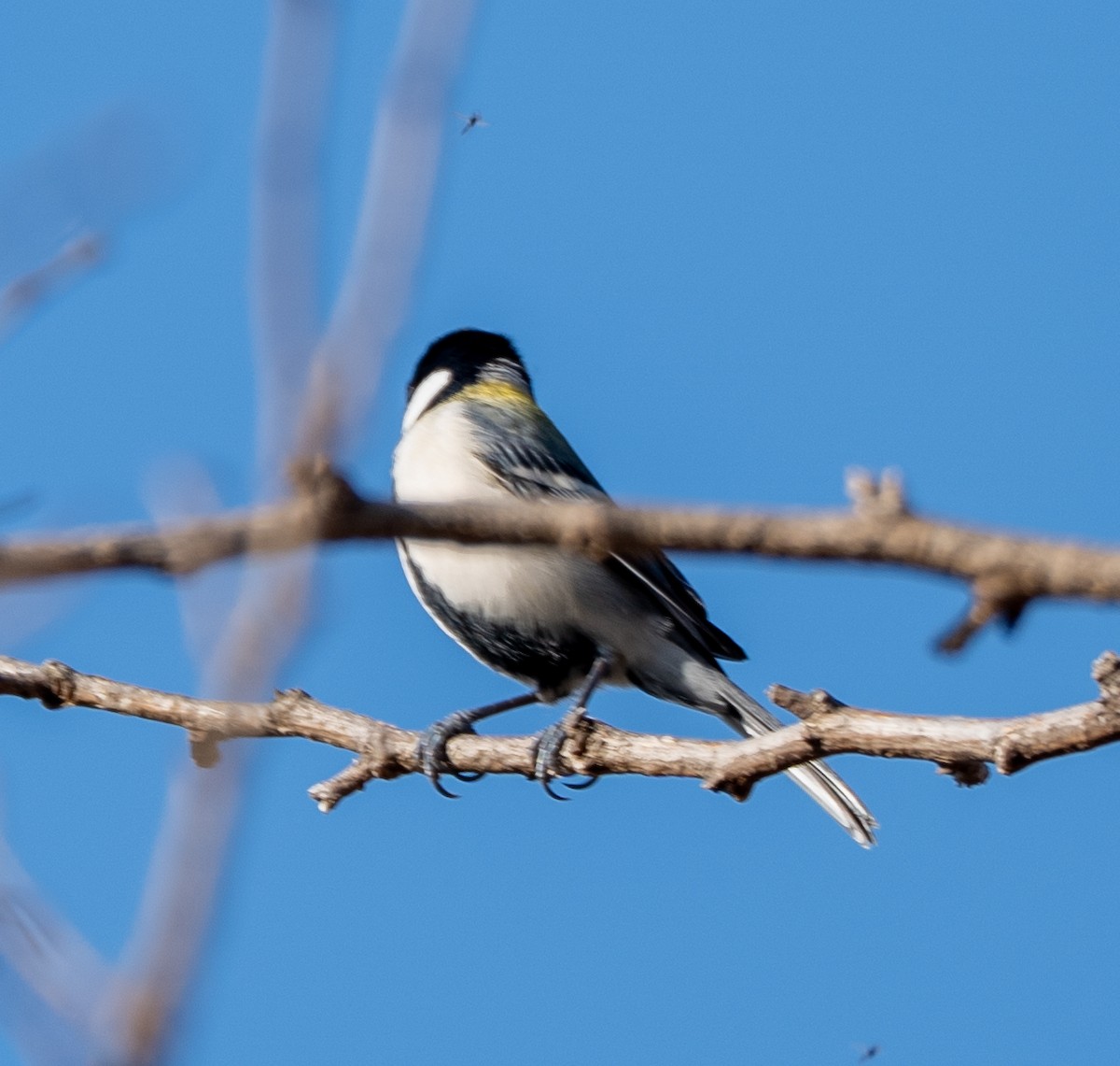 Asian Tit - ML647400171