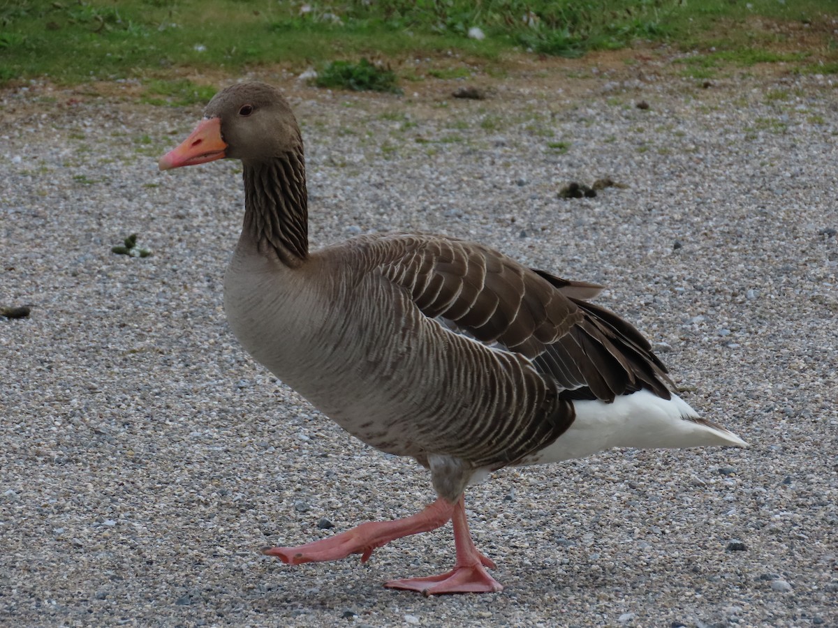 Graylag Goose - ML647400174