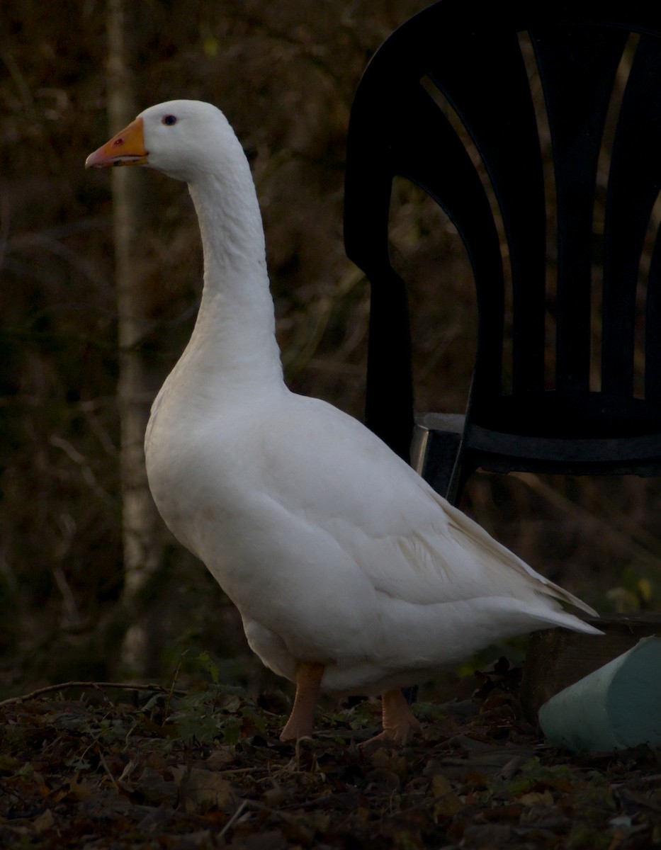 Domestic goose sp. (Domestic type) - ML647400178