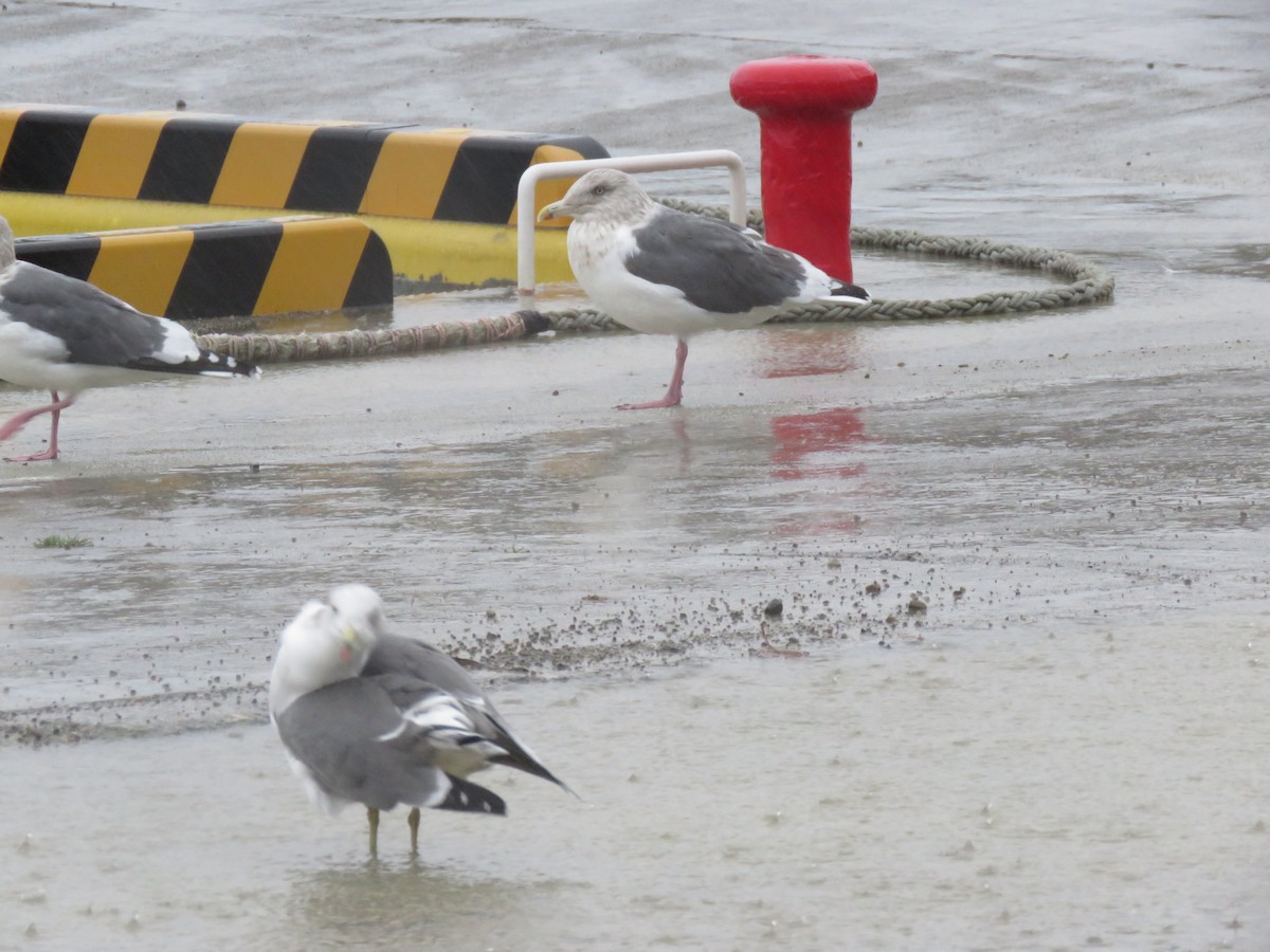 Slaty-backed Gull - ML647400179