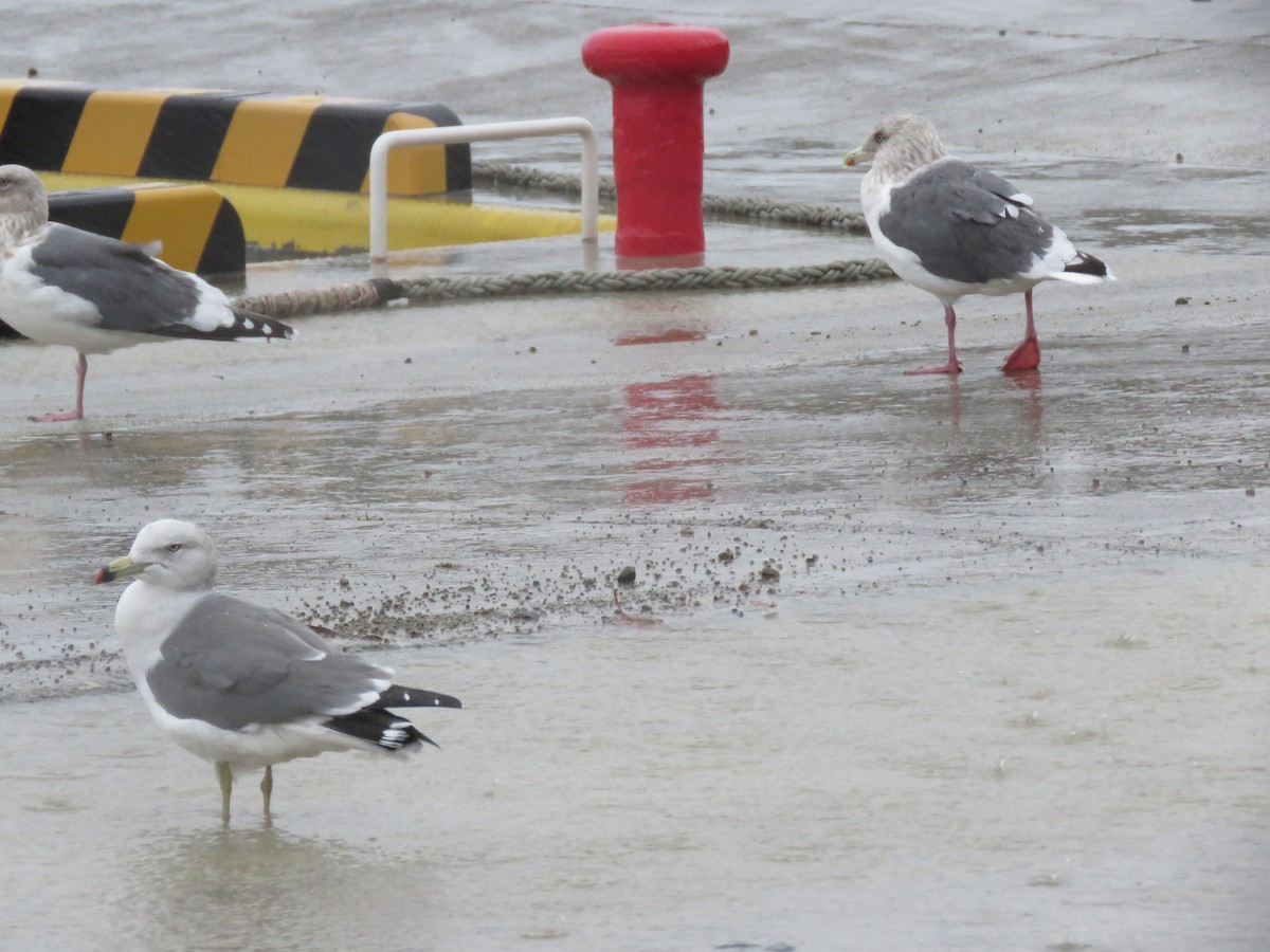 Slaty-backed Gull - ML647400180