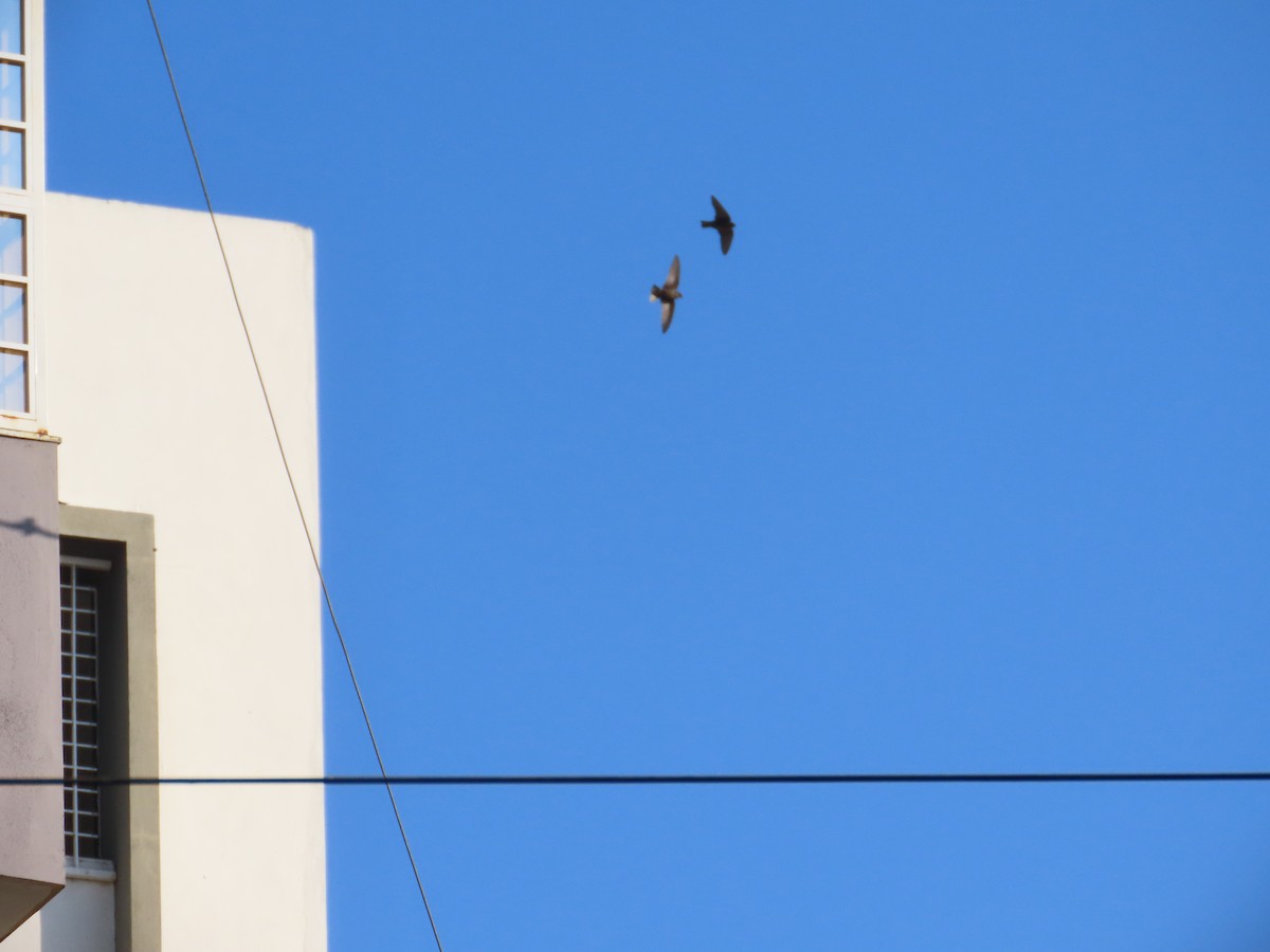 Dusky Crag-Martin - ML647400183