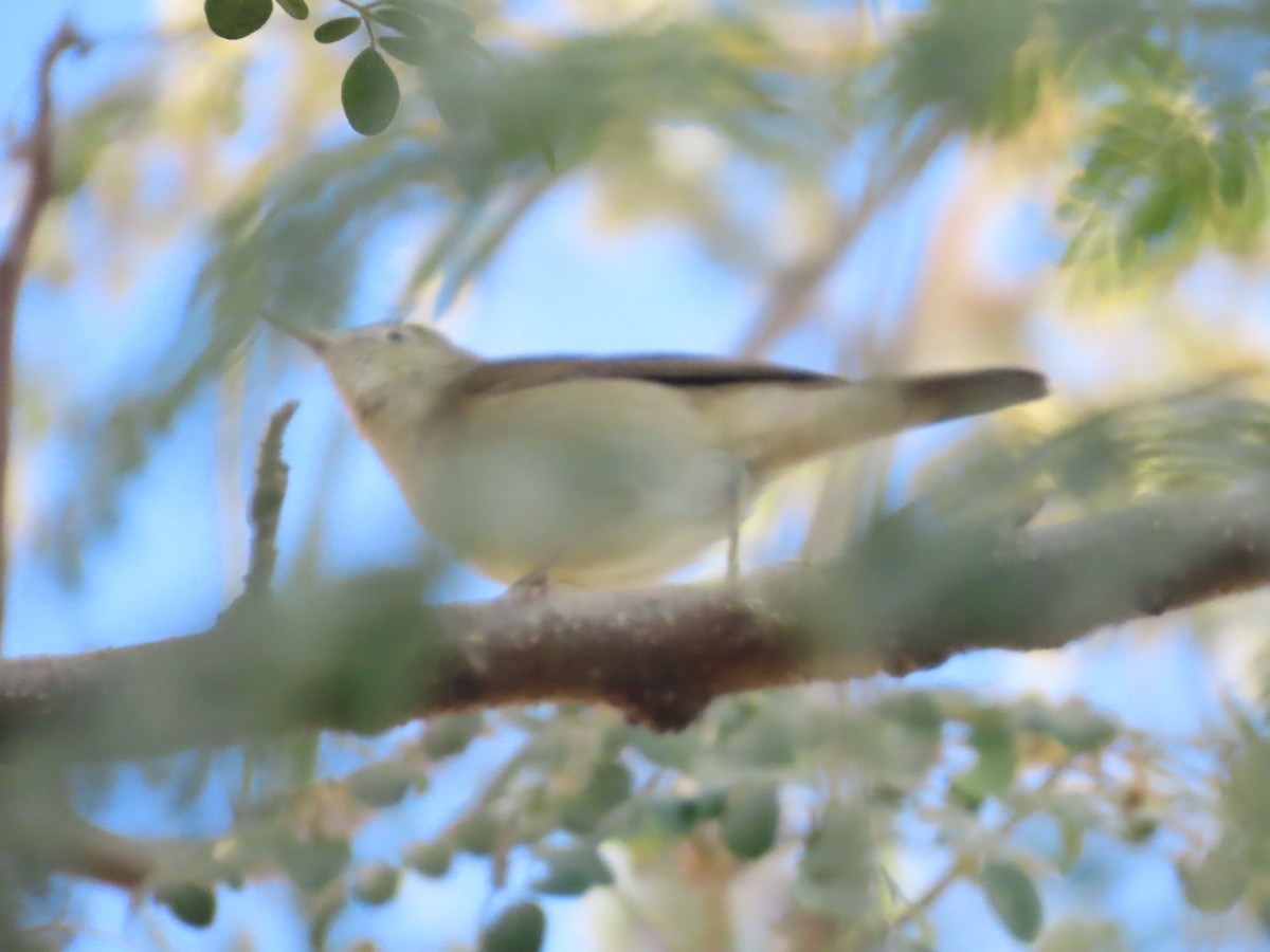 budníček zelený - ML647400195