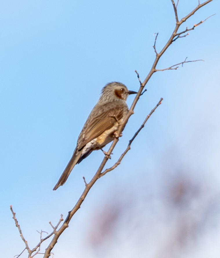 Brown-eared Bulbul - ML647400196
