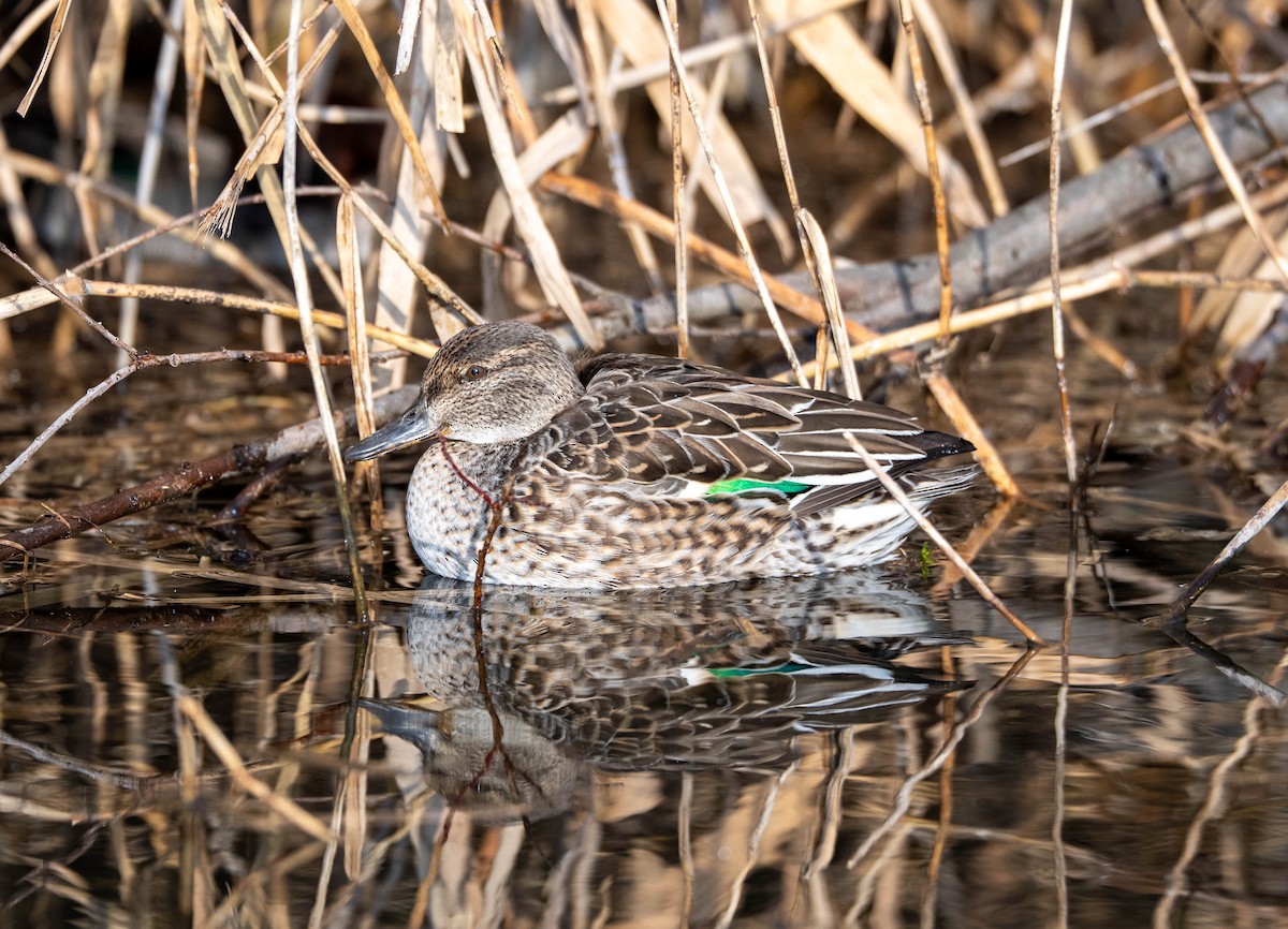 Green-winged Teal - ML647400197