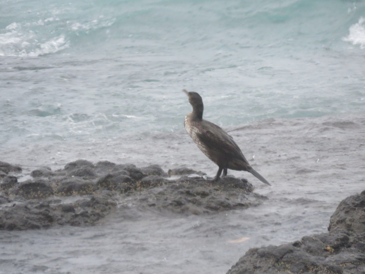 Japanese Cormorant - ML647400199