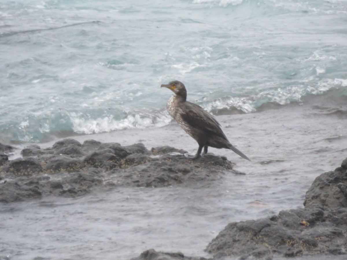 Japanese Cormorant - ML647400200