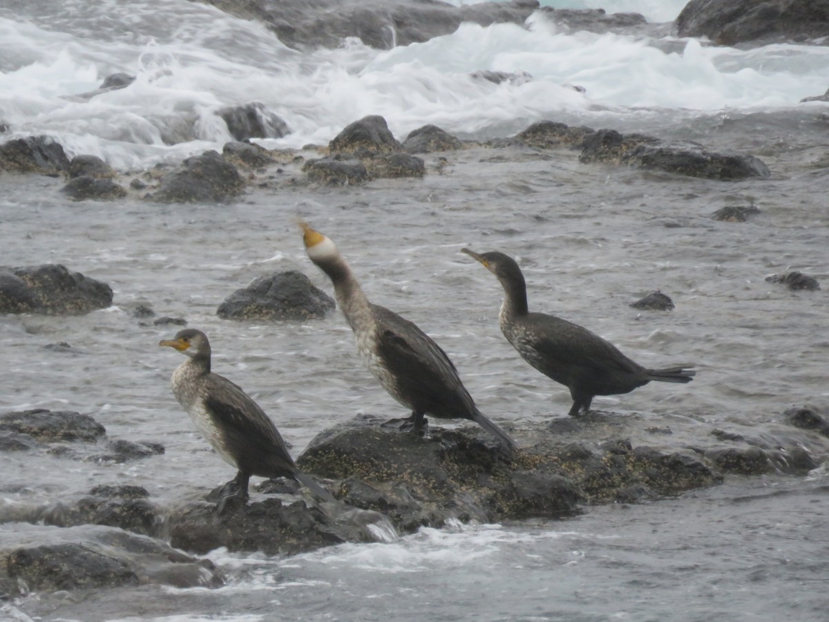 Japanese Cormorant - ML647400201