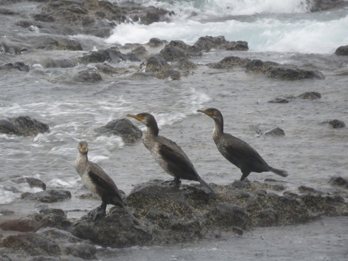 Japanese Cormorant - ML647400202