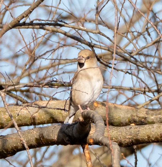 Hawfinch - ML647400208