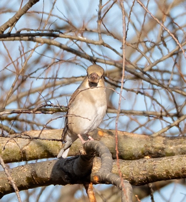 Hawfinch - ML647400209