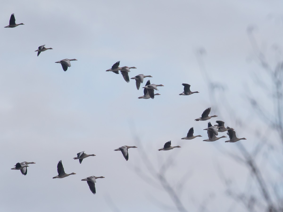 Graylag Goose - ML647400213