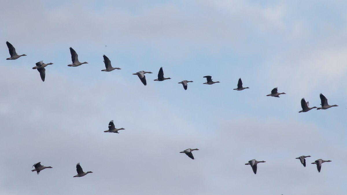 Graylag Goose - ML647400214