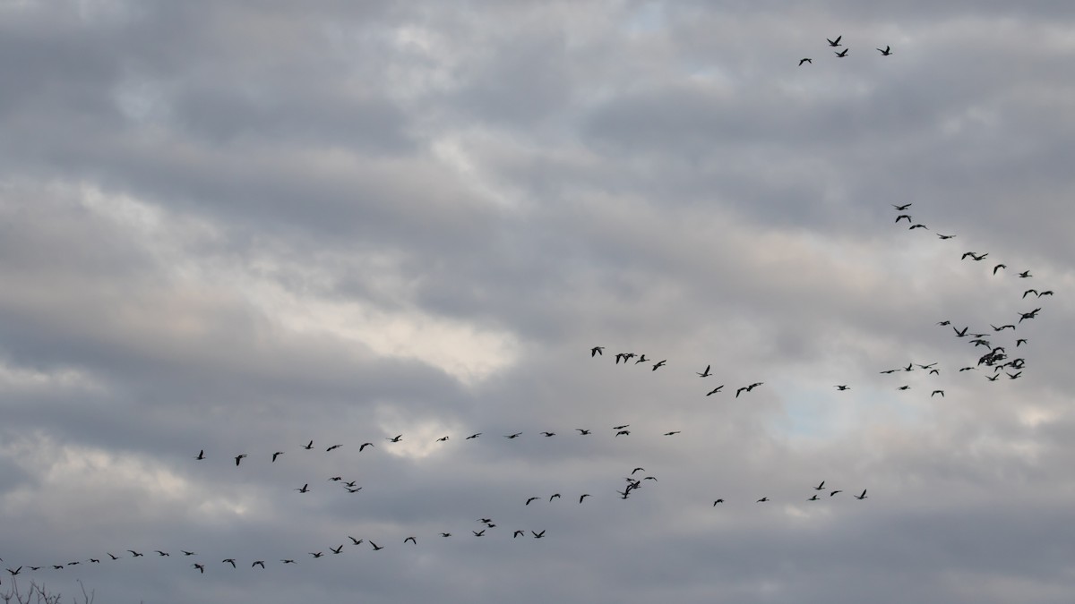 Graylag Goose - ML647400215