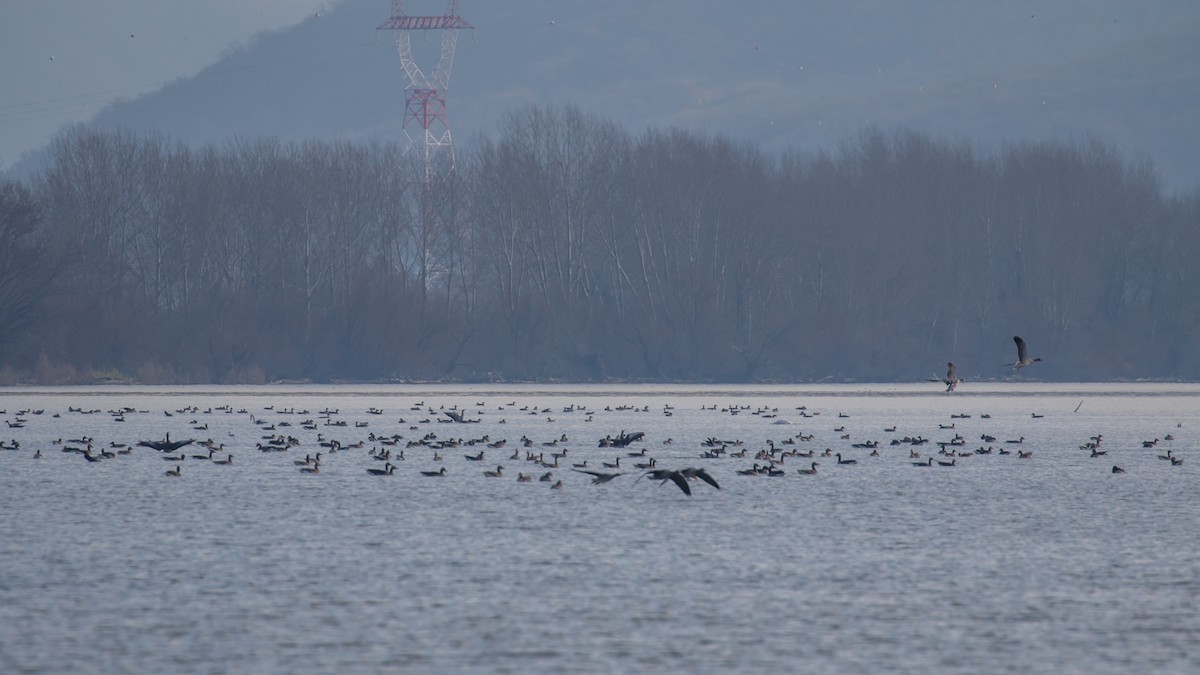 Graylag Goose - ML647400216