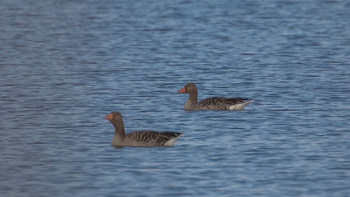 Graylag Goose - ML647400217