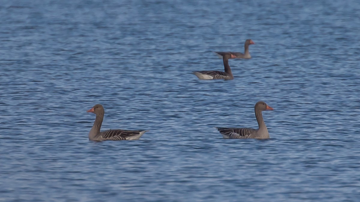 Graylag Goose - ML647400218