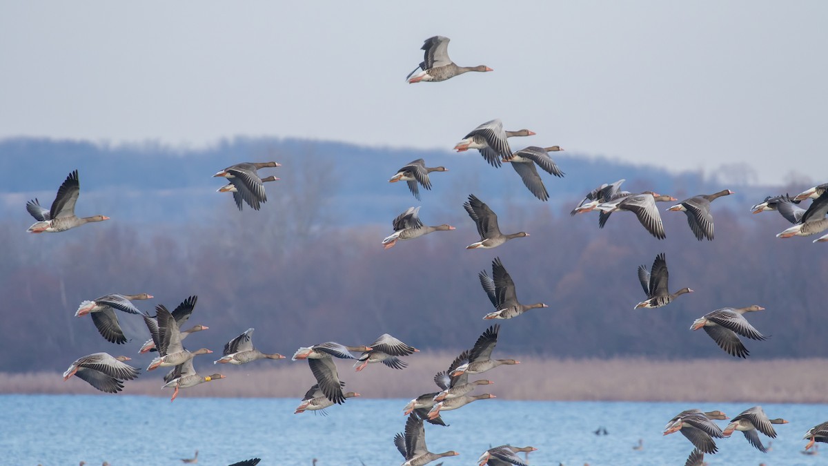 Graylag Goose - ML647400219