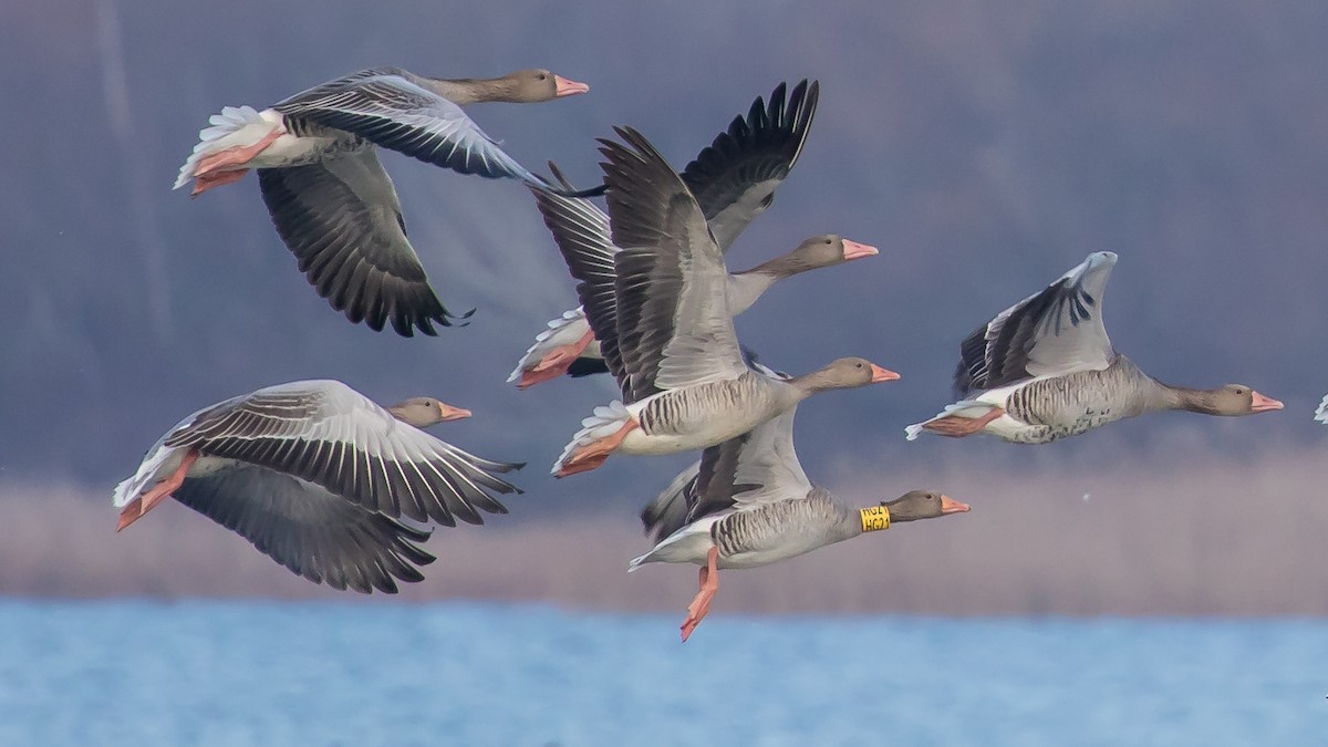 Graylag Goose - ML647400220