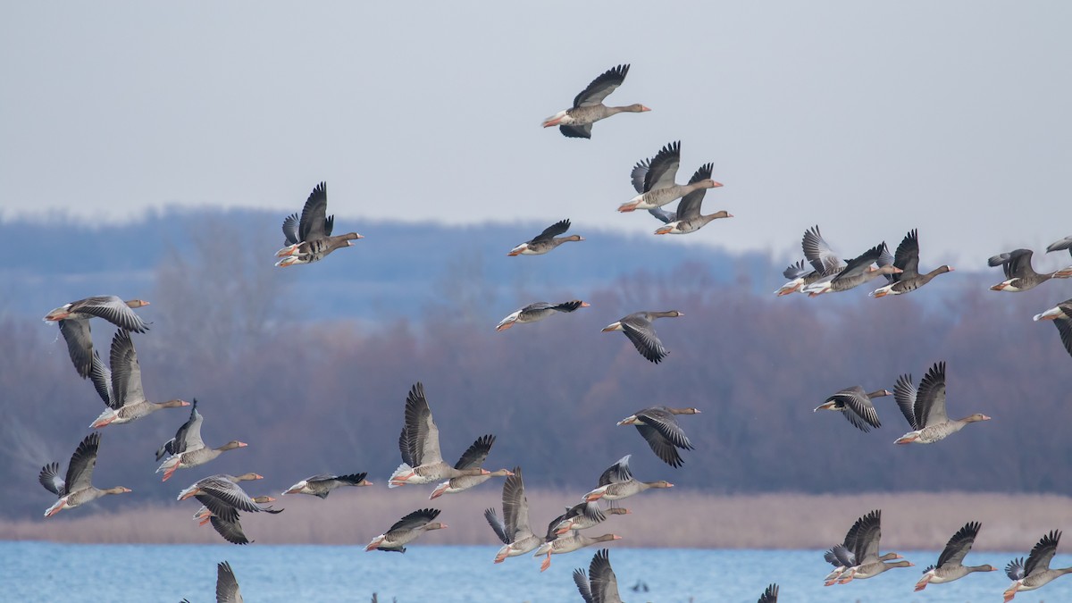 Graylag Goose - ML647400222