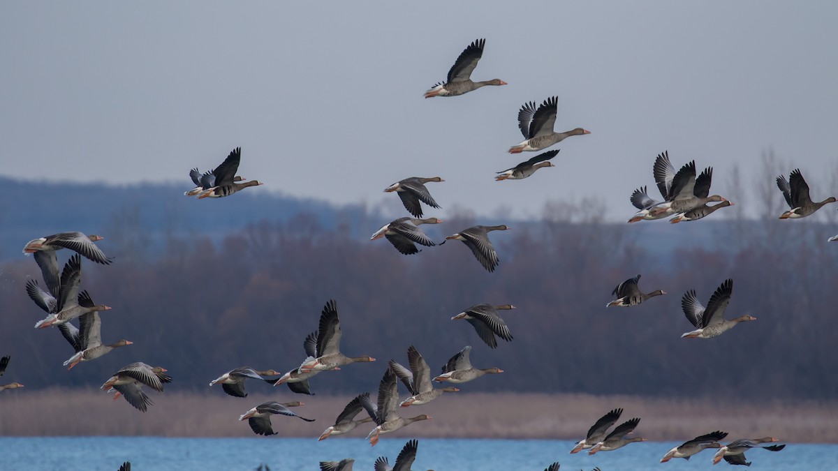 Graylag Goose - ML647400224