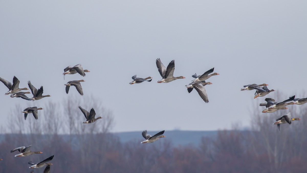 Graylag Goose - ML647400225