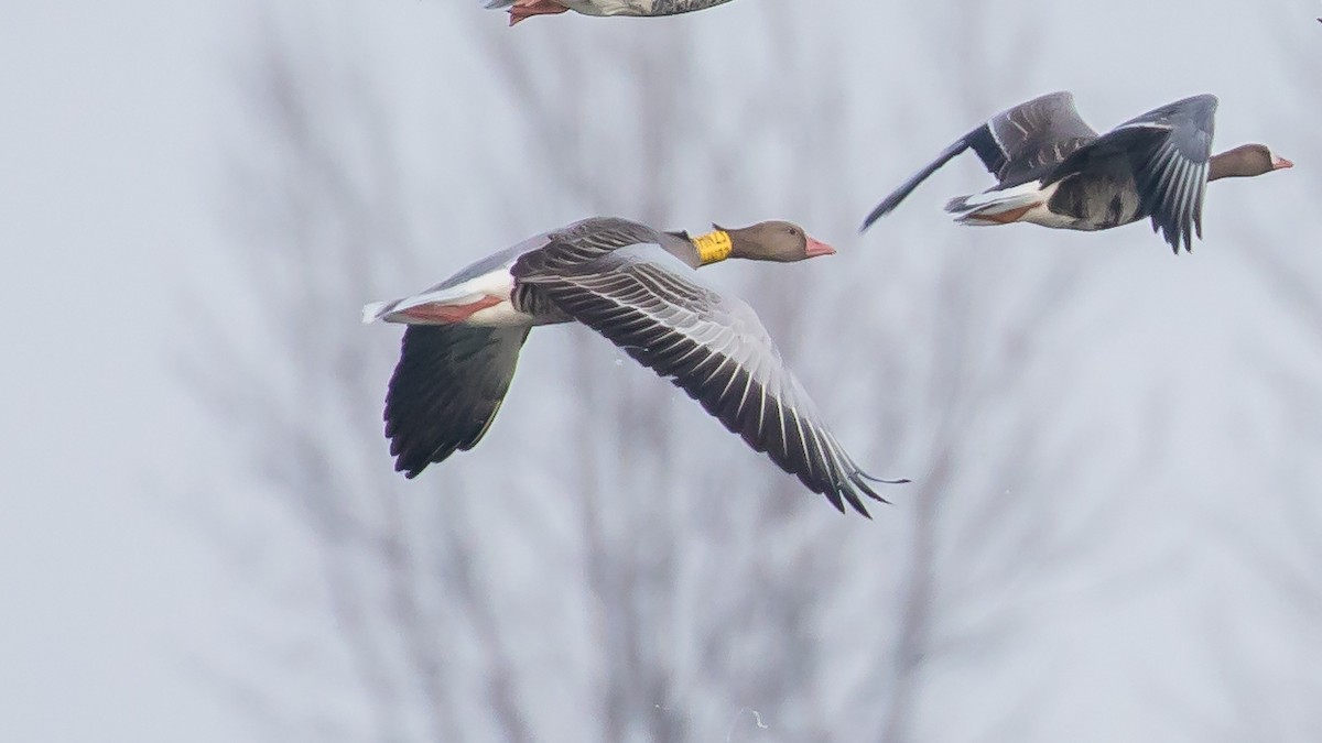 Graylag Goose - ML647400226