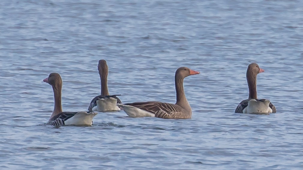 Graylag Goose - ML647400227