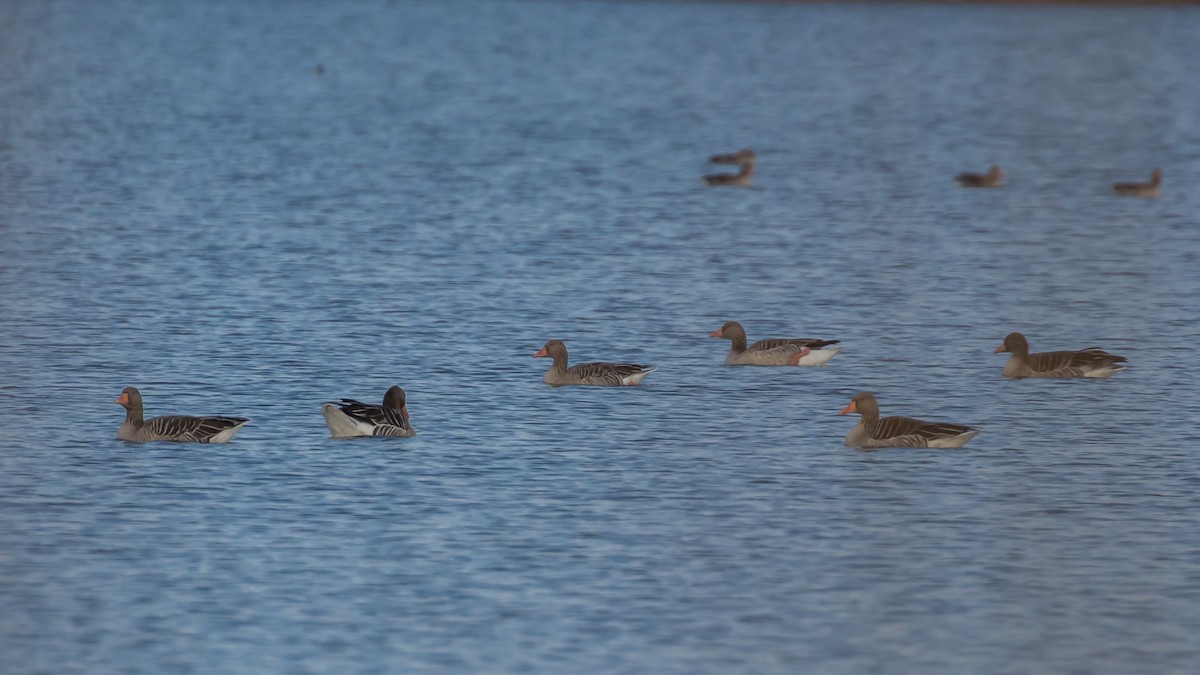 Graylag Goose - ML647400228