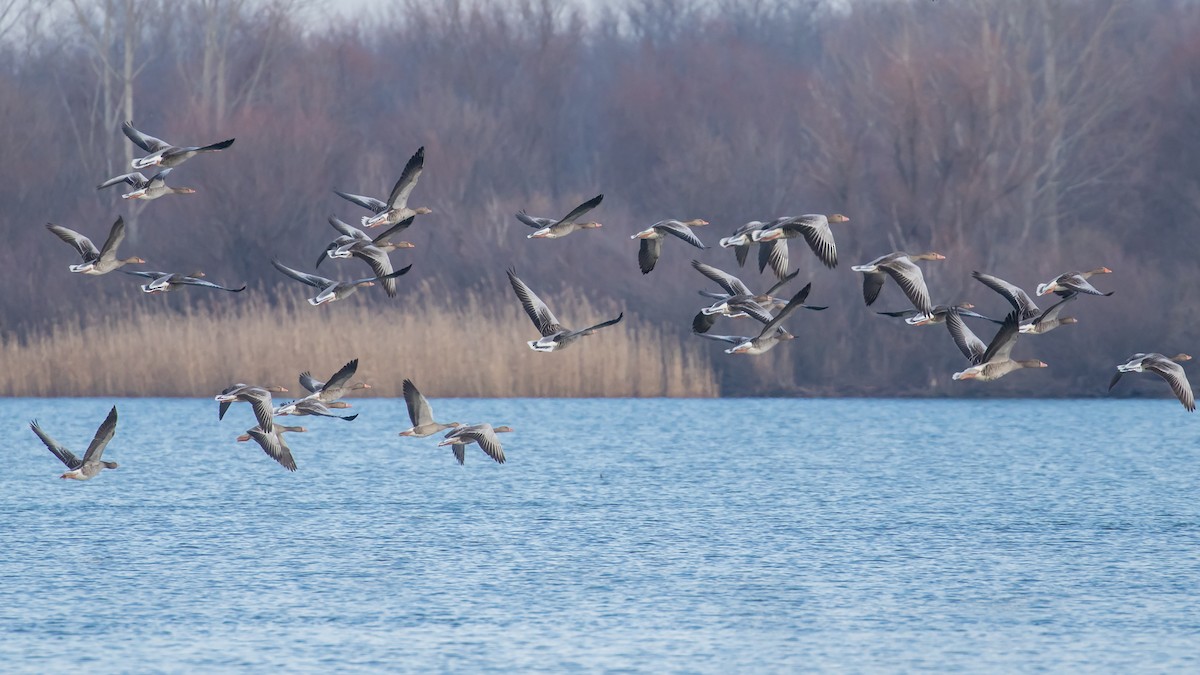 Graylag Goose - ML647400229