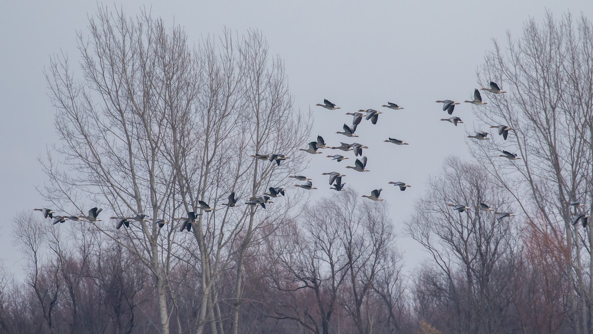 Graylag Goose - ML647400230