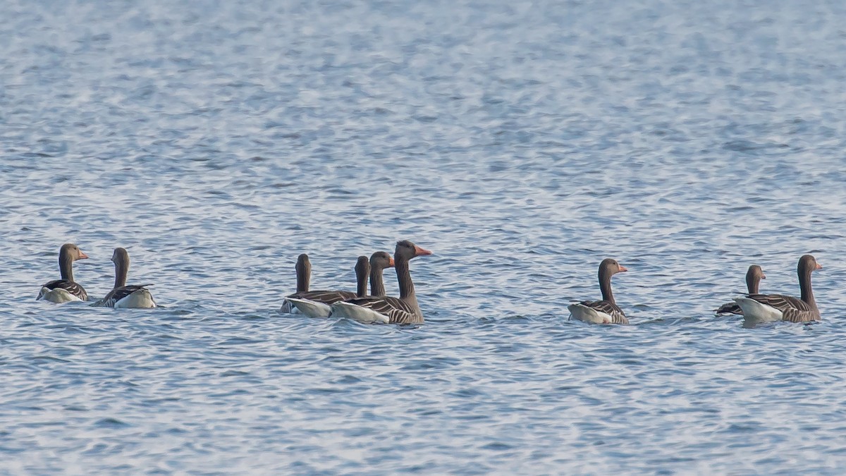 Graylag Goose - ML647400231