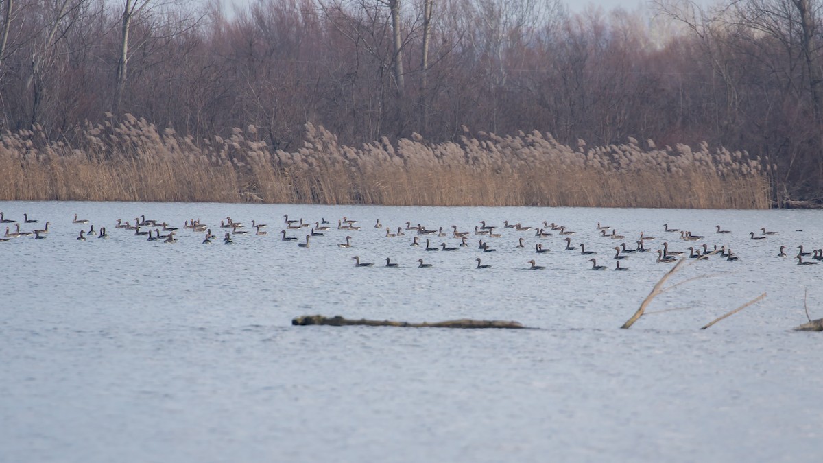 Graylag Goose - ML647400233