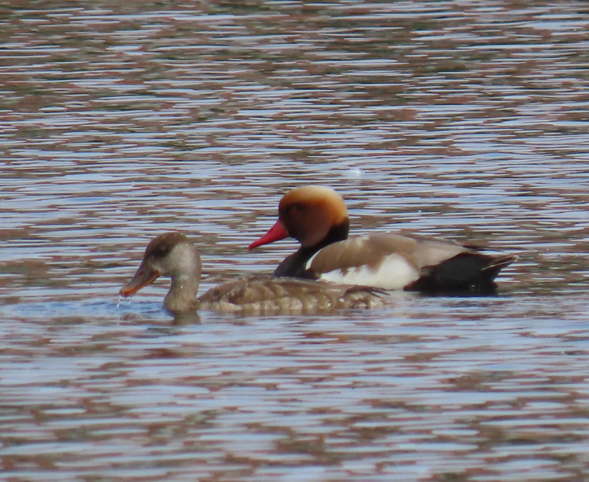 Red-crested Pochard - ML647400234