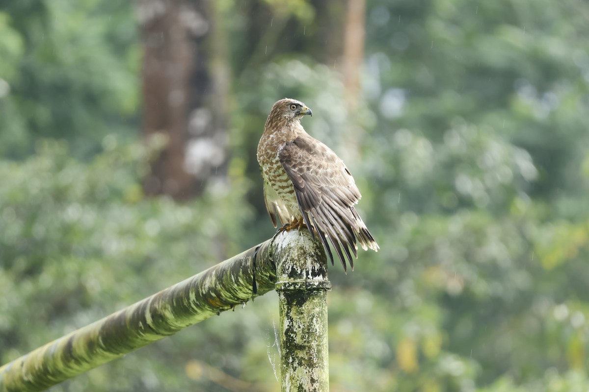 Broad-winged Hawk - ML647400237