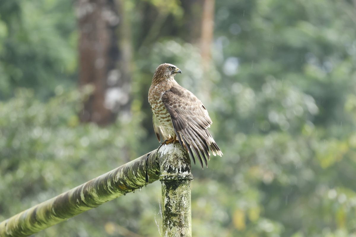 Broad-winged Hawk - ML647400238