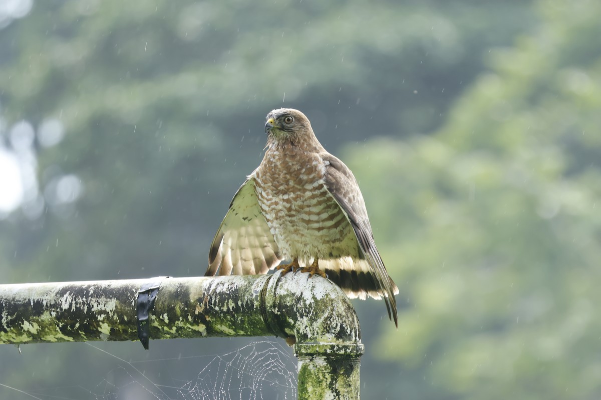 Broad-winged Hawk - ML647400239